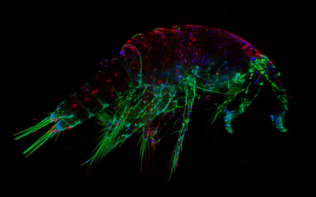 fluorescence-fundamentals-r.jpg