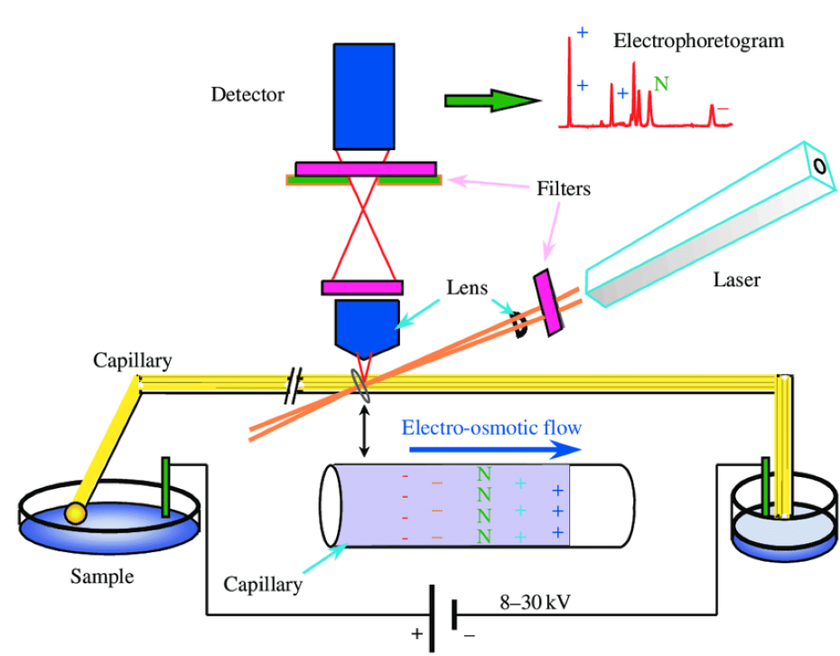 毛細(xì)管電泳的原理