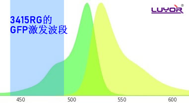 用GFP的激發(fā)光激發(fā)YFP是什么顏色版扩？