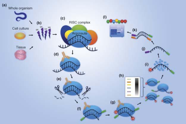 Cross-Linking and Immunoprecipitation-1.jpg